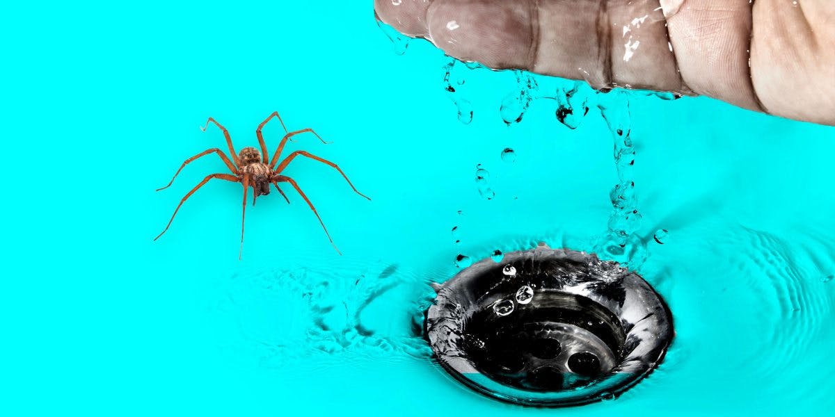 what-happens-to-spiders-when-you-wash-them-down-the-drain-dollar